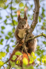Red squirrel (Sciurus vulgaris)
