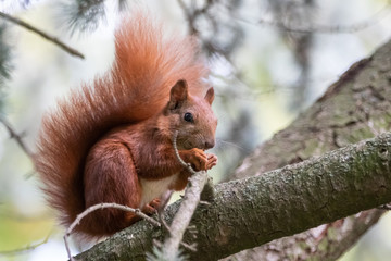 Red squirrel (Sciurus vulgaris)