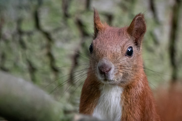 Red squirrel (Sciurus vulgaris)