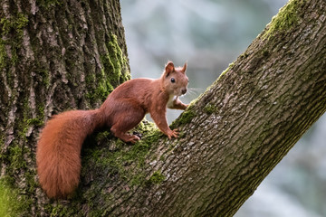 Obraz premium Red squirrel (Sciurus vulgaris)