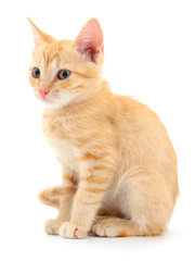 Kitten on white background.