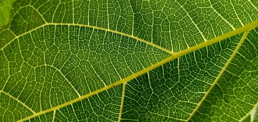 Mulberry leaf green fresh and beautyful.