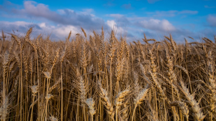 field of wheat