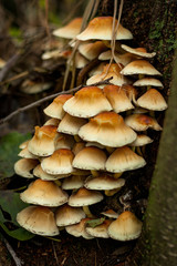 Group of orange mushrooms growing on a tree