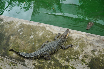 A hungry crocodile in Vietnam