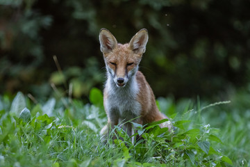 Red fox (Vulpes vulpes)