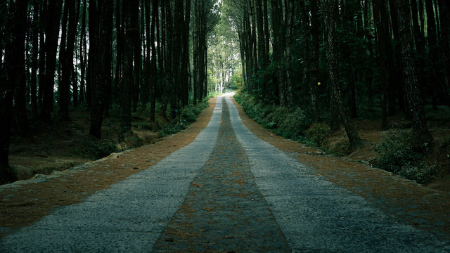 Path Through The Forest From Dark To Light Green Trees