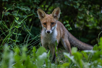Red fox (Vulpes vulpes)