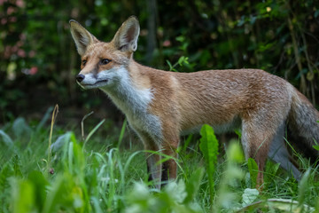 Red fox (Vulpes vulpes)
