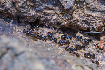 Big ants inside the nest, ant workers in colony, macro close-up