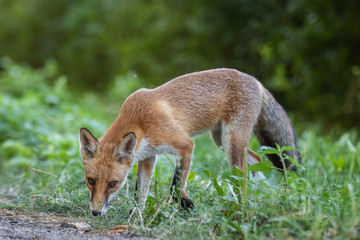 Red fox (Vulpes vulpes)