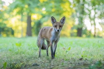 Red fox (Vulpes vulpes)