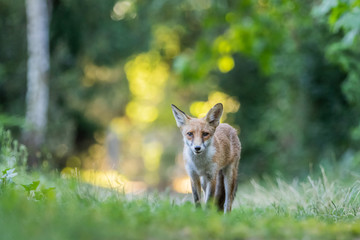 Red fox (Vulpes vulpes)