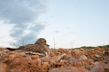 Burhinus oedicnemus (Eurasian thick knee, Eurasia Stone-curlew, Stone Curlew) resting on the crop floor, with wide angle