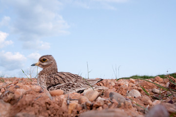 Burhinus oedicnemus (Eurasian thick knee, Eurasia Stone-curlew, Stone Curlew) resting on the crop floor, with wide angle