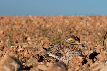 Burhinus oedicnemus (Eurasian thick knee, Eurasia Stone-curlew, Stone Curlew) resting on the crop floor, with wide angle