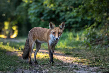 Red fox (Vulpes vulpes)
