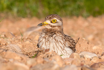 Burhinus oedicnemus (Eurasian thick knee, Eurasia Stone-curlew, Stone Curlew) resting on the ground