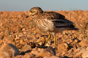Burhinus oedicnemus (Thick-knee Eurasia, Eurasia Stone-curlew, Stone Curlew) in farmland