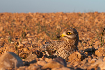 Burhinus oedicnemus (Thick-knee Eurasia, Eurasia Stone-curlew, Stone Curlew) in farmland