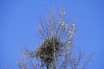 Vogelnest auf einer Baumkrone, Blauer Himmel