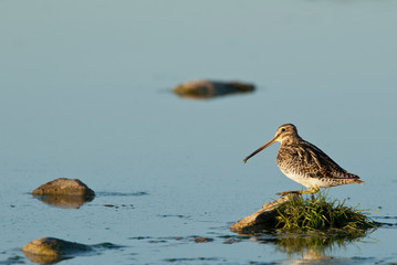 Common Snipe (Gallinago gallinago), looking for food in the water