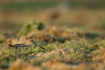 Common Snipe (Gallinago gallinago), resting in the grass
