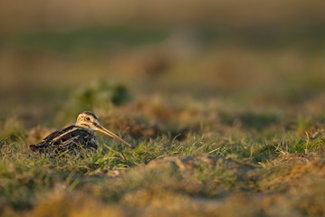 Common Snipe (Gallinago gallinago), resting in the grass