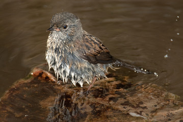 Dunnock (Prunella modularis), Bathing in the water