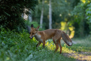 Red fox (Vulpes vulpes)