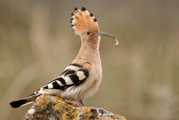 Eurasia Hoopoe or Common Hoopoe (Upupa epops), with food in the beak