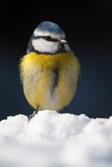 Eurasian blue tit - Cyanistes caeruleus. portrait on the snow