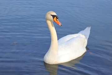 Swan on the lake