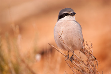 Great Gray Shrike. Lanius excubitor. perched on a branch