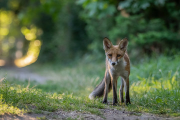 Naklejka na ściany i meble Red fox (Vulpes vulpes)