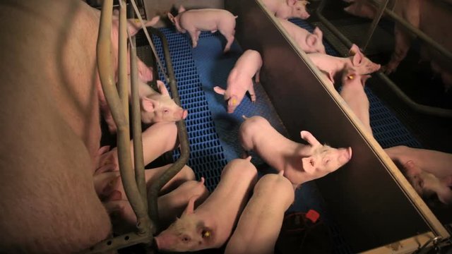 pigs and piglets mother drinking milk