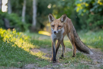 Red fox (Vulpes vulpes)