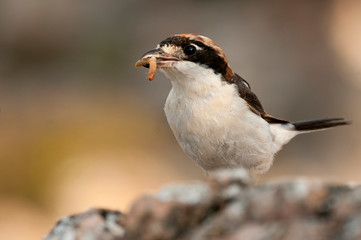 Woodchat shrike. Lanius senator, with a worm in its beak