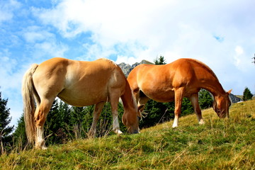 free Haflinger horses grazing on the Alps