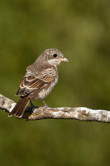 Woodchat shrike. Lanius senator, young perched on a branch