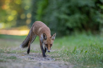 Red fox (Vulpes vulpes)