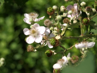 Brombeerblüten