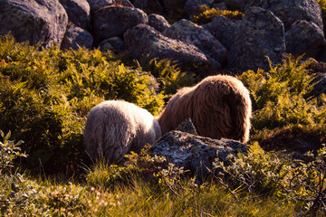 Some Sheeps found in Norway on a hike - 232486630