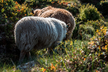 sheeps in norway - 232486655