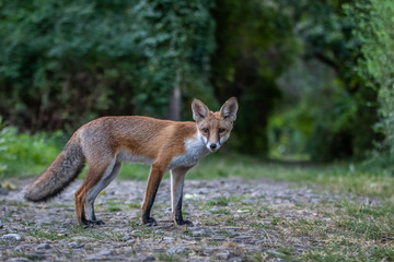 Red fox (Vulpes vulpes)