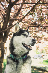 Husky dog and sakura tree. Traveling Husky The city of Uzhhorod in the Ukrainian Carpathians. Dog and flowers