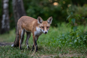 Red fox (Vulpes vulpes)