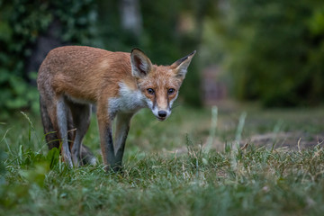 Fototapeta premium Red fox (Vulpes vulpes)