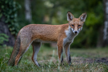 Red fox (Vulpes vulpes)