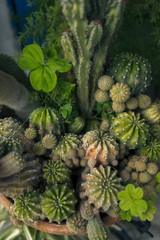 Obraz premium Group of different types of cactus in a pot